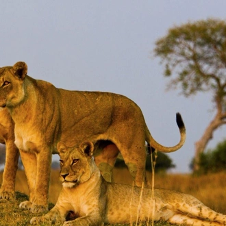 tourhub | ARP Travel Group | Simba Safari, Serena Lodges  