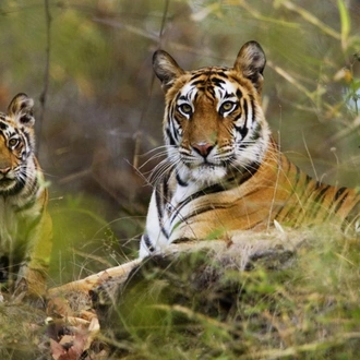 tourhub | Holidays At | Golden Triangle Tour with Bandhavgarh 