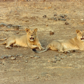 tourhub | Agora Voyages | Rajkot to Gir National Park 