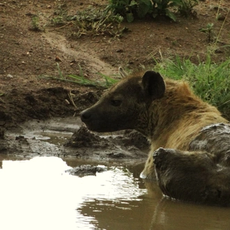 tourhub | Beach and Safari Holidays | Savannah to Crater: Serengeti and Ngorongoro 