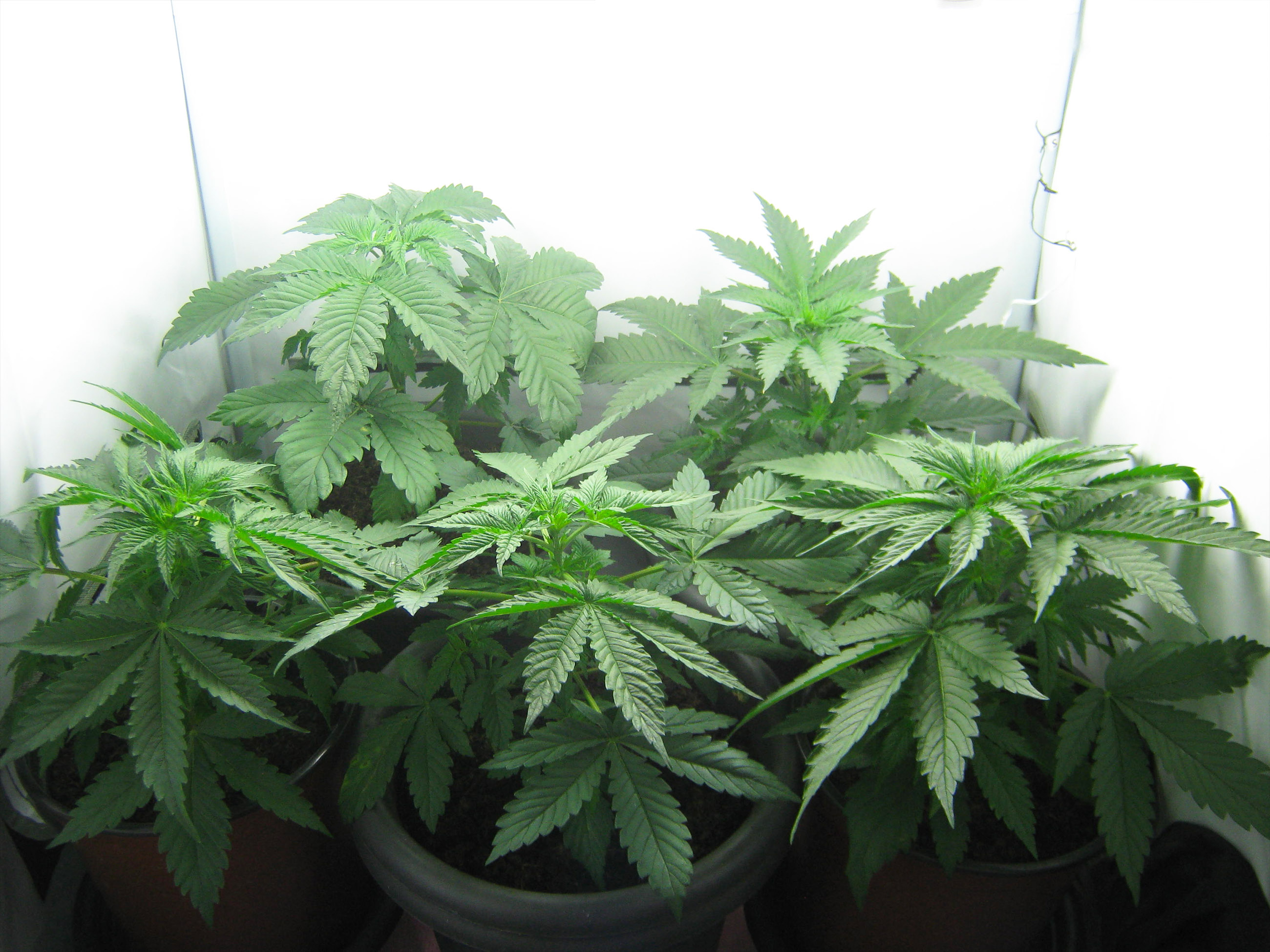Cannabis Vegetative Stage (3-15 weeks)