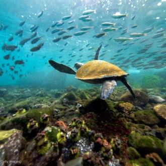 tourhub | Ecuador Galapagos Travels | 4 Days Magic of Santa Cruz 