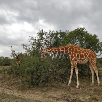 tourhub | Tilman Safaris | Kenya Wildlife Safari 