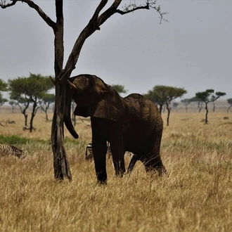 tourhub | Royal Private Safaris | 7 DAYS SUN, BUSH AND BEACH LUXURY KENYA SAFARI 