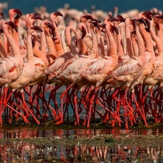 tourhub | Bamba Travel | Ngorongoro & Lake Manyara Safari 3D/2N 