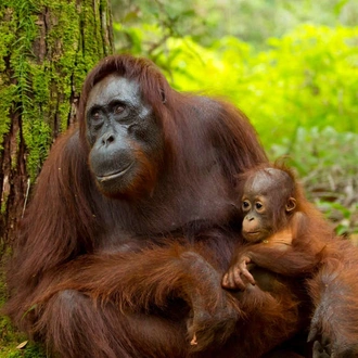 tourhub | Explore! | Borneo Wildlife Highlights 