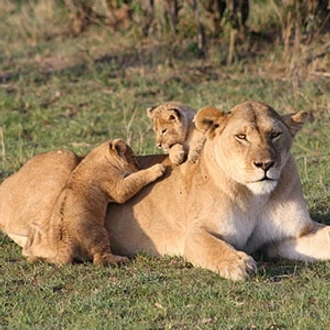 tourhub | Cosmos | On Safari in Kenya & Tanzania 