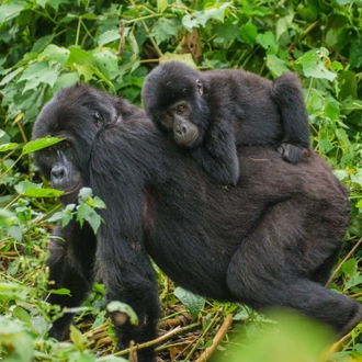 tourhub | Trek Rwenzori Tours | 3 Days Gorilla Trekking in Uganda 