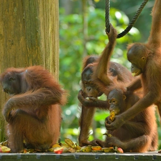 tourhub | Tweet World Travel | BORNEO DISCOVERY ESCORTED TOUR 