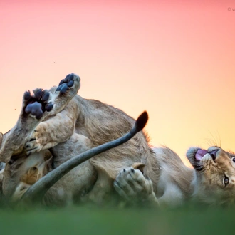 tourhub | Wildlife Dreams | Wildlife Dreams at Oltepesi Safari Camp. 