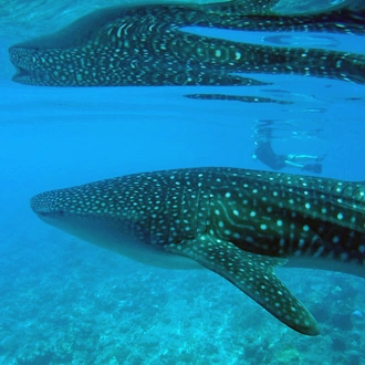 tourhub | Exodus Adventure Travels | Marine Wildlife of the Maldives 