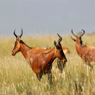 tourhub | Armaye Ethiopia Tours | Ethiopian Unique Wildlife  Safari 