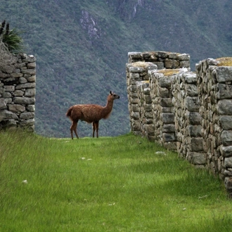 tourhub | Latin Adventures | 6-Day Tour from Lima: Cusco, Machu Picchu, and Sacred Valley (Private Service) 