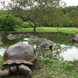 tourhub | Rebecca Adventure Travel |  7-Day Galapagos Island Hopping Tour: Tortuga Bay, Tintoreras, Wildlife Watching 