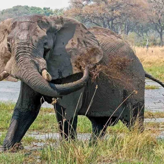 tourhub | YellowWood Adventures | Horse riding safari in Botswana's Okavango Delta 