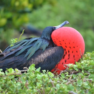 tourhub | Ecuador Galapagos Travels | 8 Days Galapagos Island Hopping in Santa Cruz and Isabela 