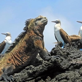 tourhub | Ecuador Galapagos Travels | 10 Days Galapagos Highlights Small Group Tour 