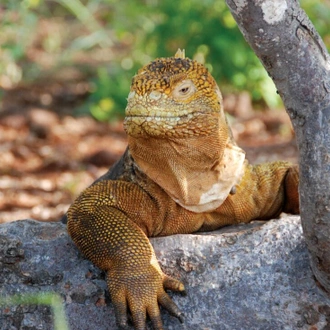 tourhub | Intrepid Travel | Galapagos Voyager: Central Islands (Grand Queen Beatriz) 