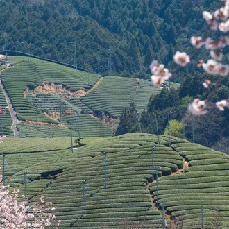 tourhub | SpiceRoads Cycling | Japan Heritage 