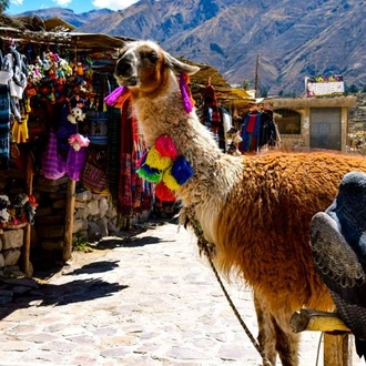 tourhub | Bamba Travel | Colca Canyon Sightseeing Tour 2D/1N & Transfer to Puno 