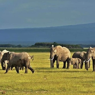 tourhub | KT & Safaris | 3 Days safari Tsavo east and Amboseli national park. 