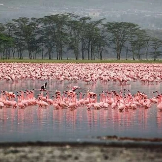 tourhub | Johnbow Tours and Travel | 4 Days Safari Masai Mara & Lake Nakuru National Park 