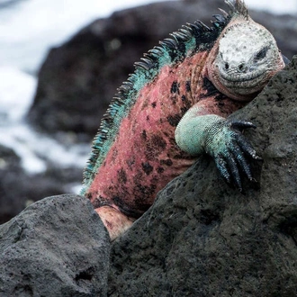 tourhub | Explore! | Galapagos Express - Central & West Islands aboard the Archipel I 