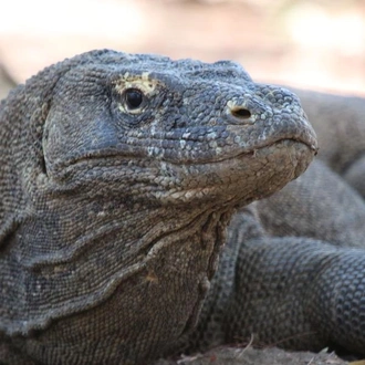 tourhub | G Adventures | Bali and Komodo: Dragons, Rice Terraces & Cultural Ceremonies 