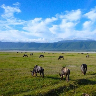 tourhub | Across Africa Tours Travel | Explore to Tarangire, Ngorongoro Crater and Lake Manyara for 2 Days( Basic) 