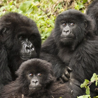 tourhub | Intrepid Travel | Remarkable Rwanda & Gorillas of Uganda 