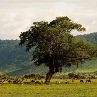 tourhub | Intrepid Travel | Serengeti & Kilimanjaro 