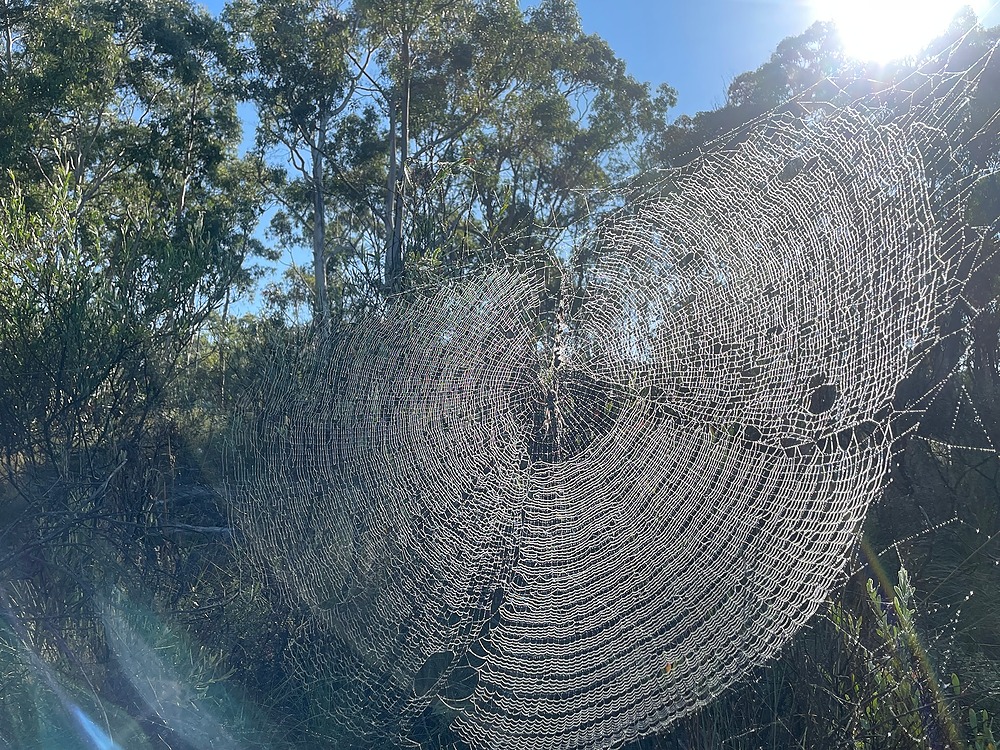 Interconnectivity shown in a spider web