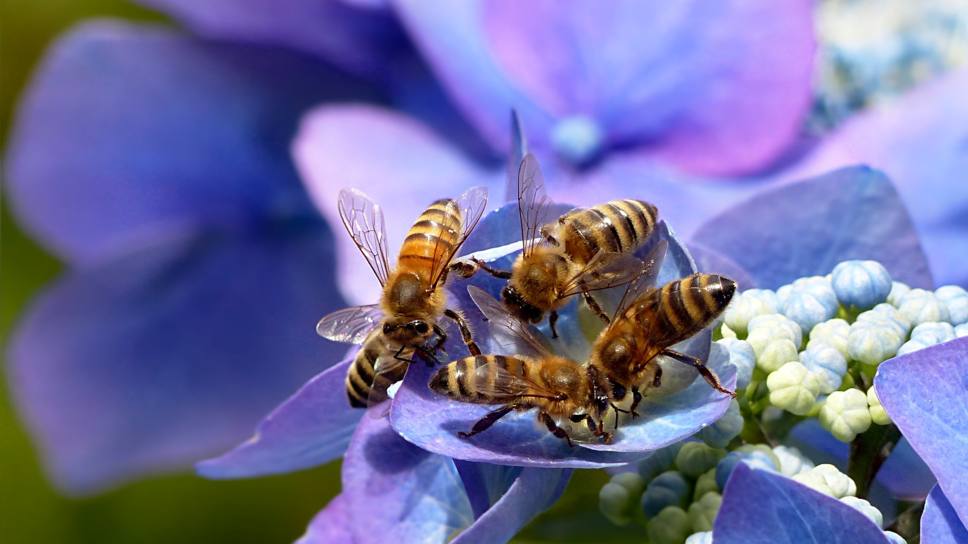 Représentation de la formation : APICULTURE / Stage court - Pollinisation pour une entreprise de maraîchage, d'arboriculture et/ou de grandes cultures