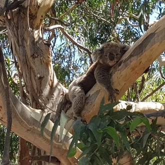 tourhub | Australian Natural Treasures Touring | Three Day Great Ocean Road and Grampians Experience 