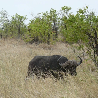 tourhub | Timeline Travel | Kruger National Park and Panorama Route 