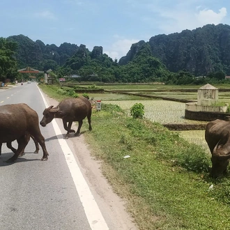 tourhub | SpiceRoads Cycling | Road Cycling Hanoi to Hoi An 