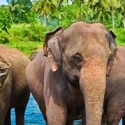 Safari in Sri Lanka - 9 days