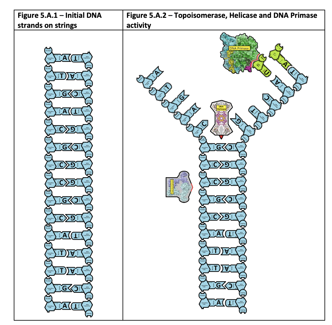 19 Engaging DNA Replication Activities Teaching Expertise