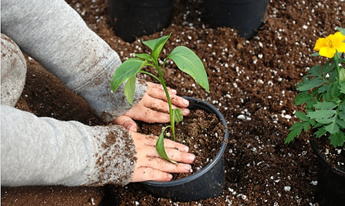 Représentation de la formation : Des coins nature en crèche :