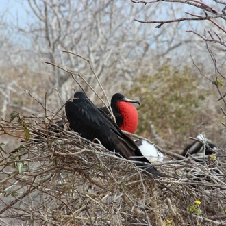 tourhub | Ecuador Galapagos Travels | 6 Days Galápagos Exploration: Nature's Wonderland Adventure 