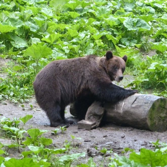 tourhub | Exodus Adventure Travels | Carpathian Walking & Bears 