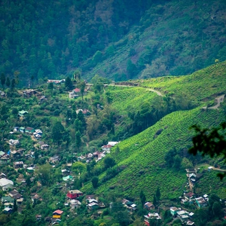 tourhub | Alkof Holidays | Golden Triangle Tour with Darjeeling Tea Estates 