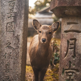 tourhub | One Life Adventures | Osaka & Hiroshima Snapshot 