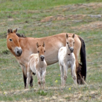 tourhub | Tour Mongolia | Essence of Mongolia - 4 Days 