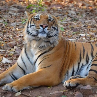 tourhub | Agora Voyages | Wildlife Safari in Central India: Bandhavgarh, Kanha, Pench & Tadoba Andhari National Parks 