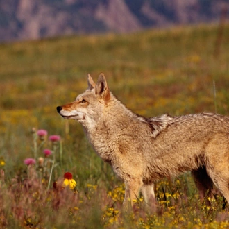 tourhub | Exodus Adventure Travels | Yellowstone Walks & Wildlife 