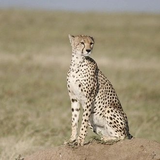 tourhub | Eddy tours and safaris | 5 Days Serengeti Migration. 