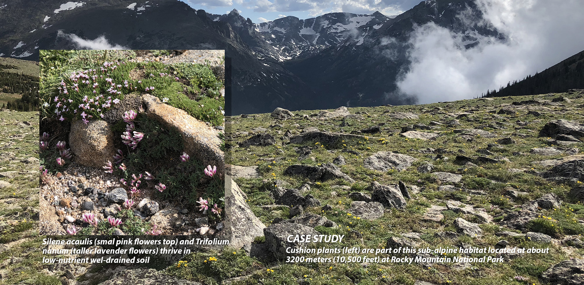 Sub-alpine Habitat for Green Roofs (Chapter 1 Introduction to Ecoregional Green Roofs)