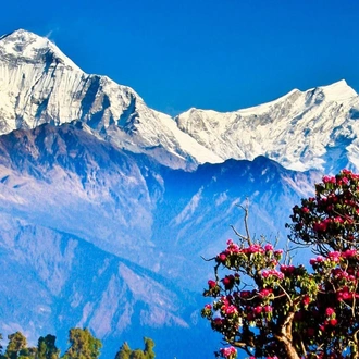 tourhub | Adventure Himalayan Travels & Treks | Ghorepani Poon Hill  Trek and Jungle Safari - 12 Days 