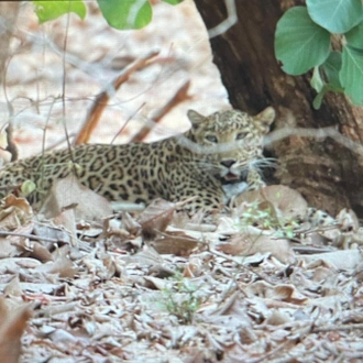 tourhub | Alkof Holidays | India Wildlife Safari - Asiatic Lions with the Bengal Tigers 